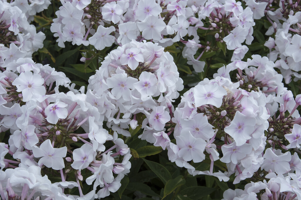 <i>Phlox</i> <i>paniculata</i> 'Ann'