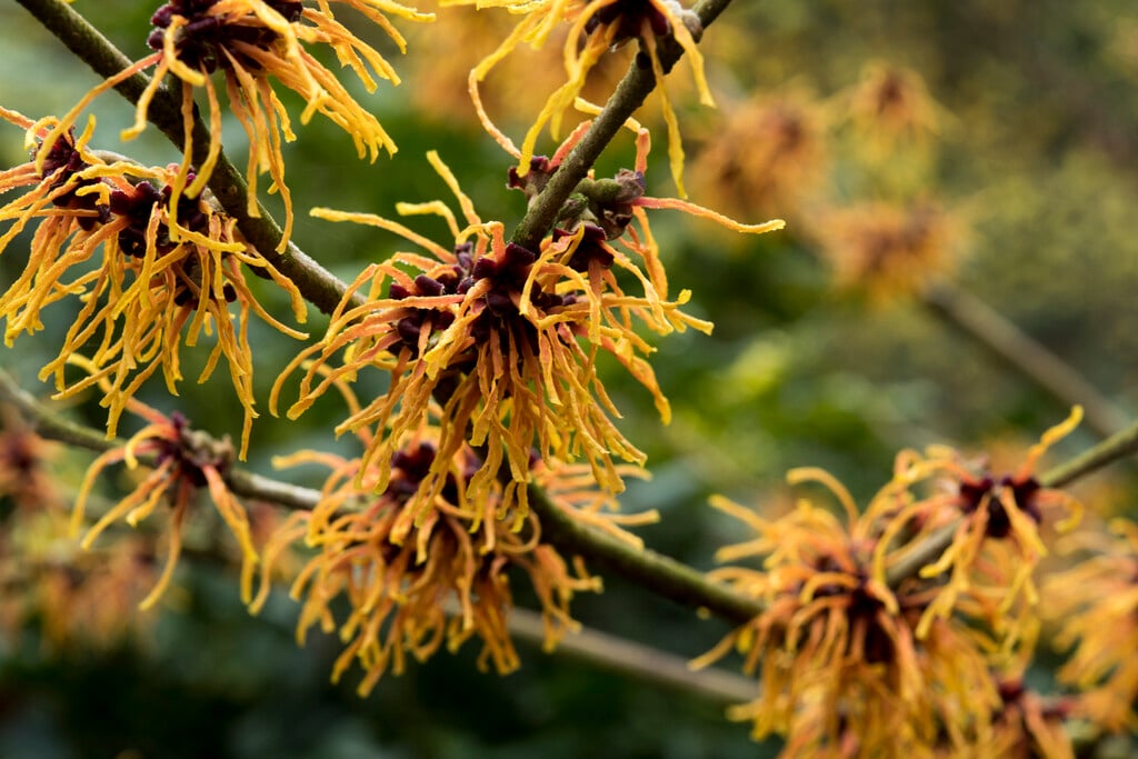<i>Hamamelis</i> × <i>intermedia</i> 'Winter Beauty'
