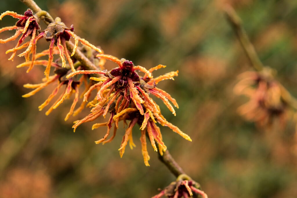 hybrid witch hazel 'Hiltingbury'