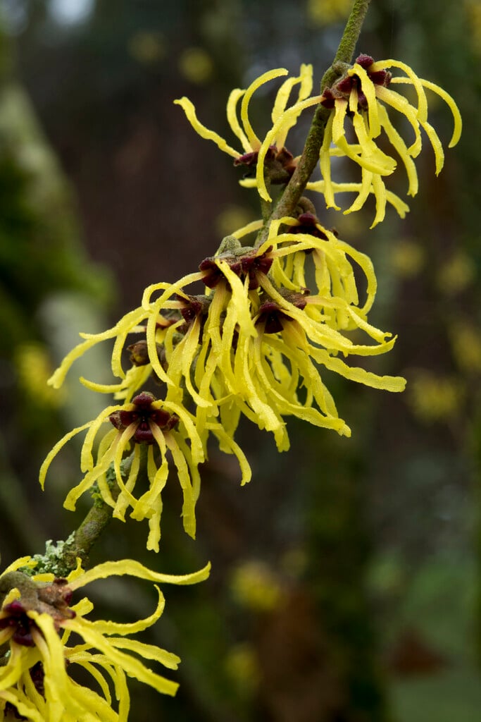 witch hazel 'Amanon'