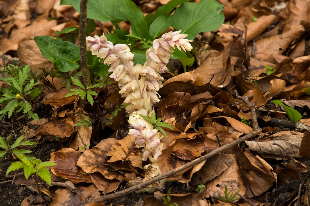 toothwort