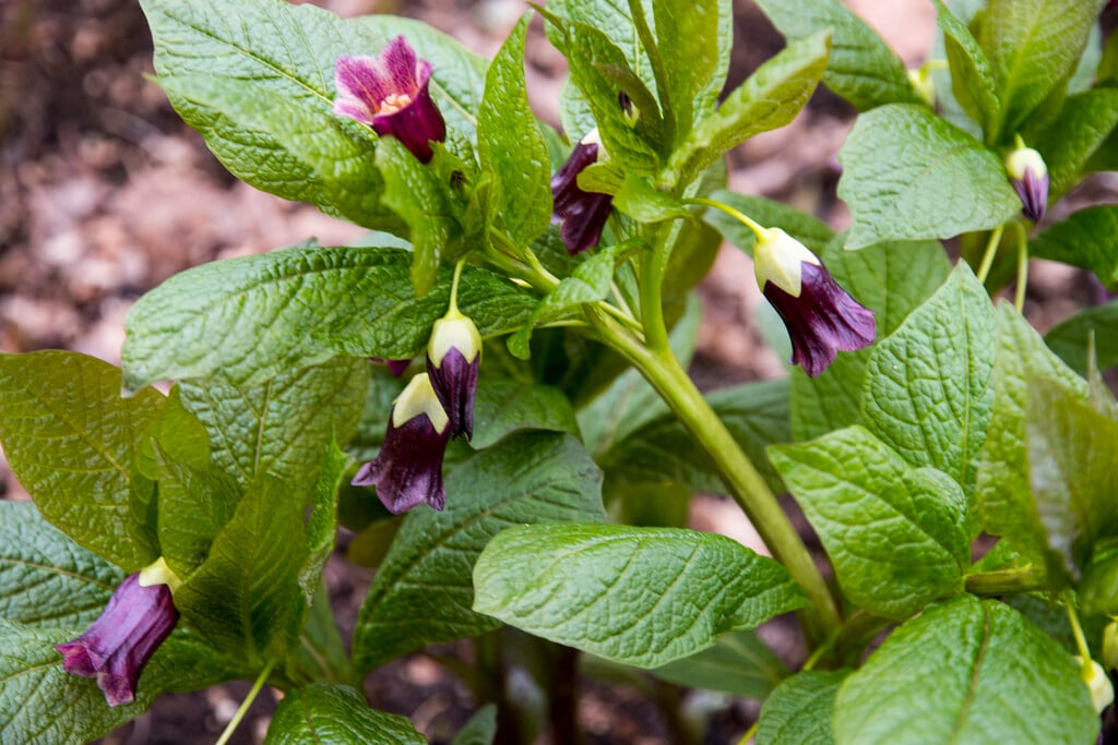<i>Scopolia</i> <i>carniolica</i> 'Zwanenburg'