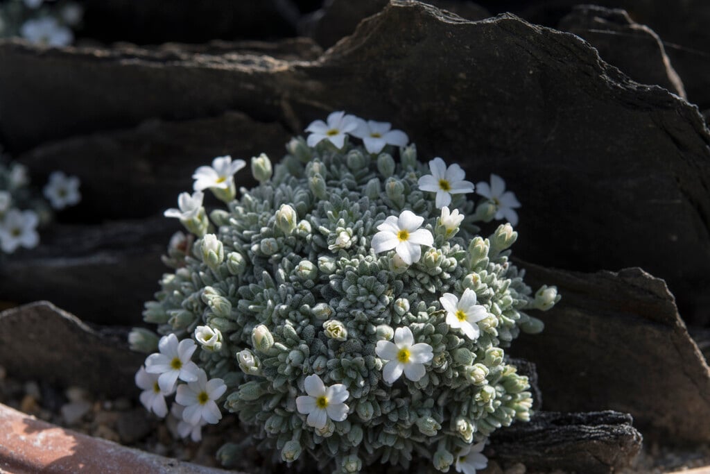 Vandelli rock jasmine