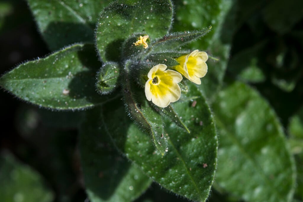 yellow nonea