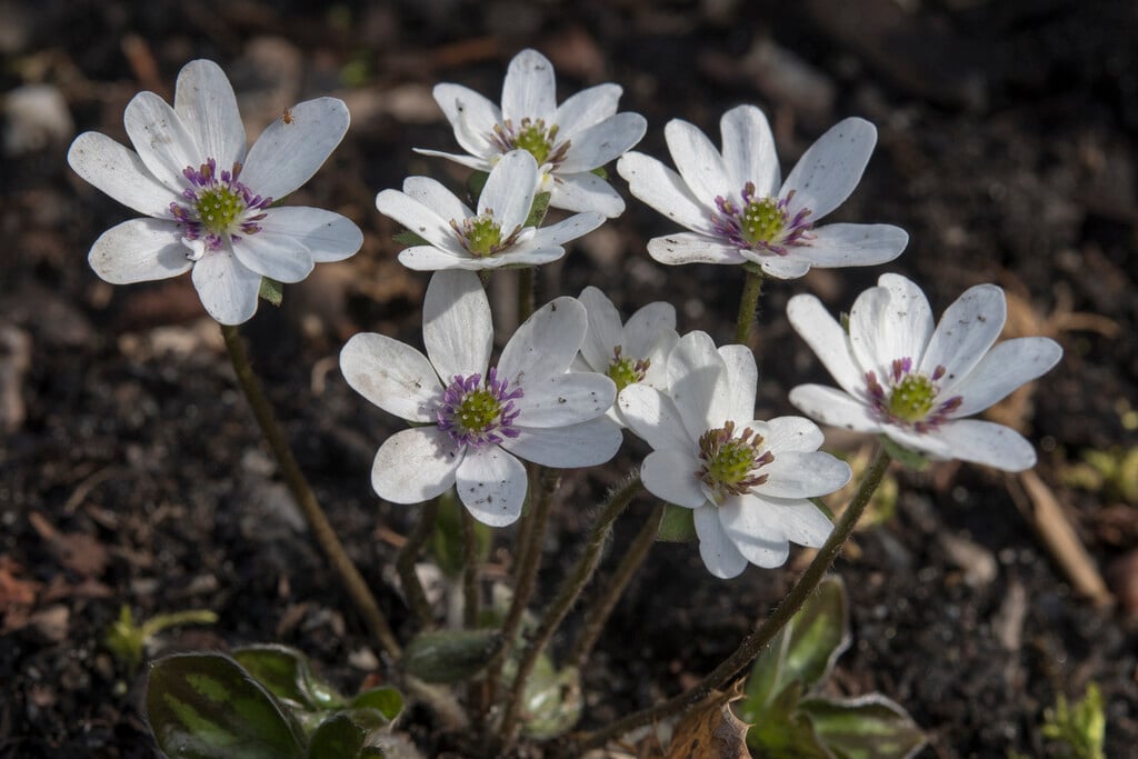 <i>Hepatica</i> 'Forest White' (Forest Series)
