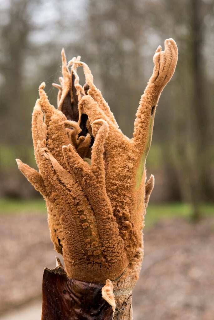 <i>Tetrapanax</i> <i>papyrifer</i> 'Steroidal Giant'