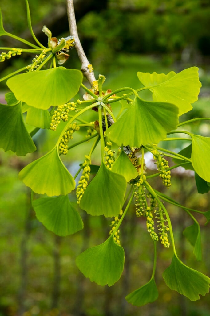 maidenhair tree 'Tit'