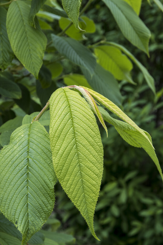 <i>Prunus</i> <i>hypoxantha</i>