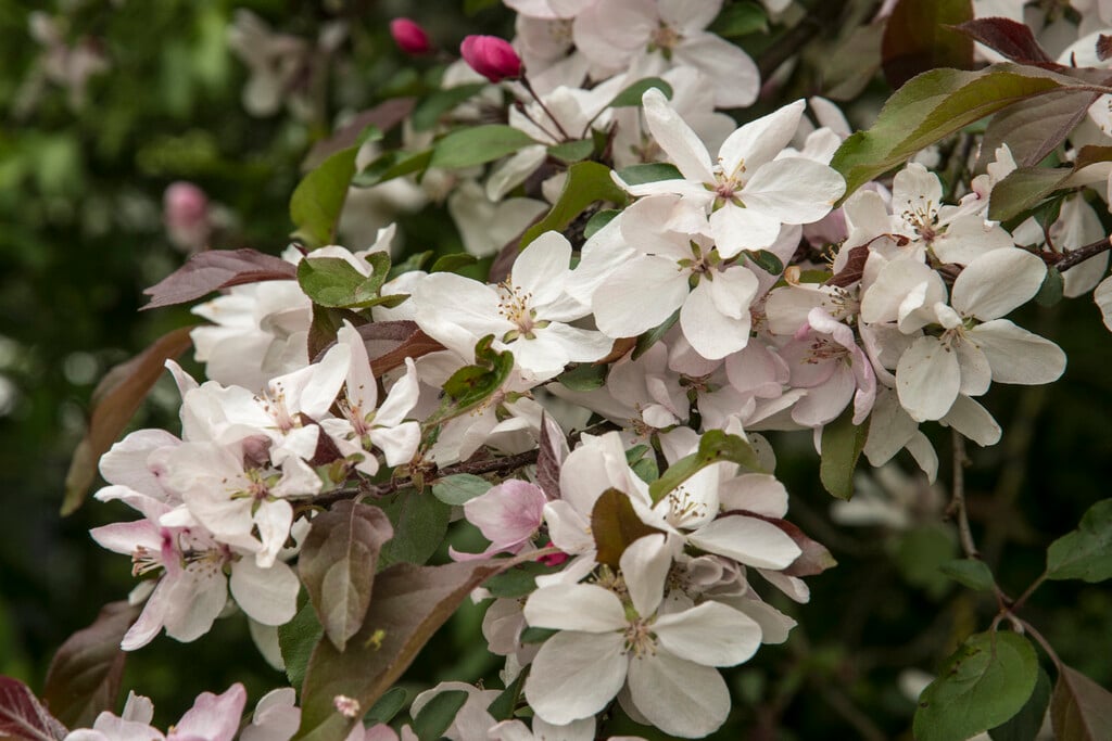 ringo crab apple