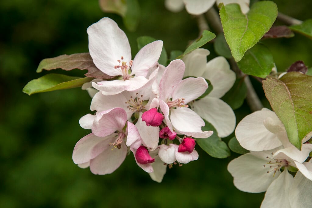 ringo crab apple