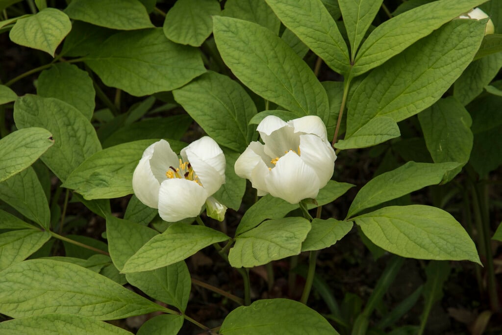 <i>Paeonia</i> <i>kavachensis</i>