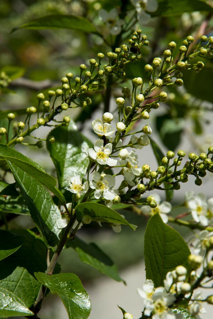 chokecherry