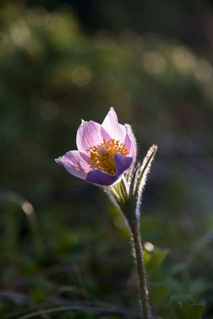 American pasqueflower