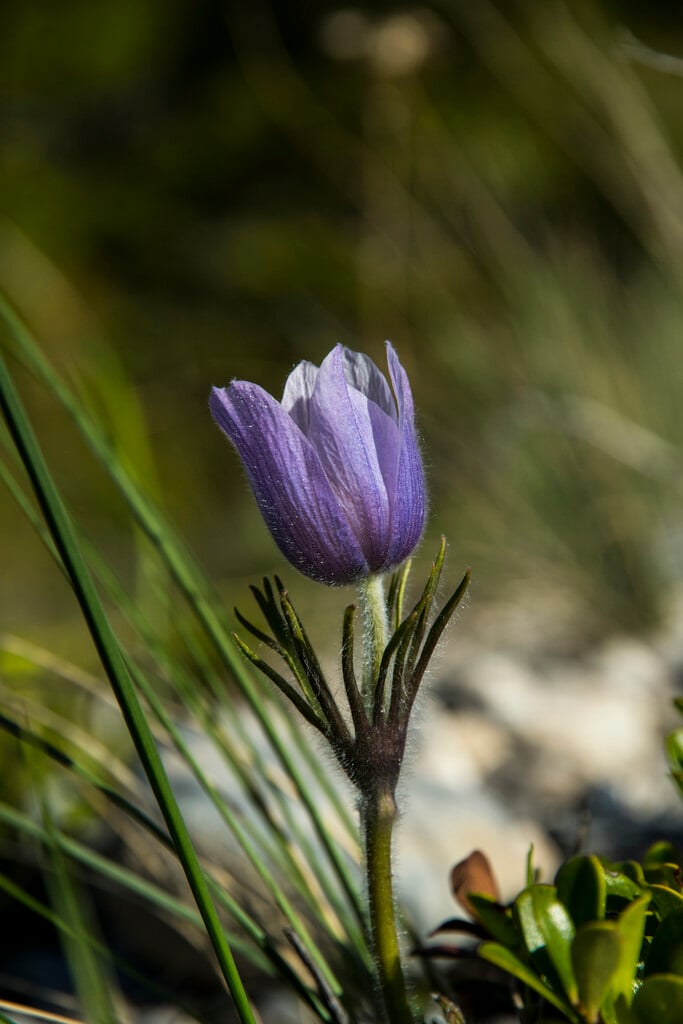 American pasqueflower