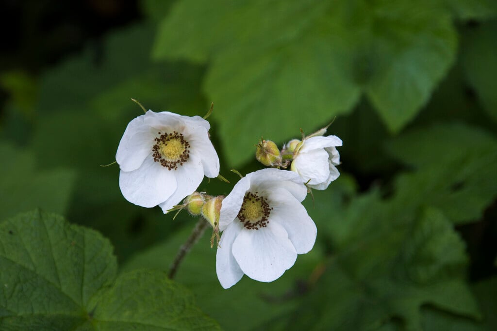 thimbleberry