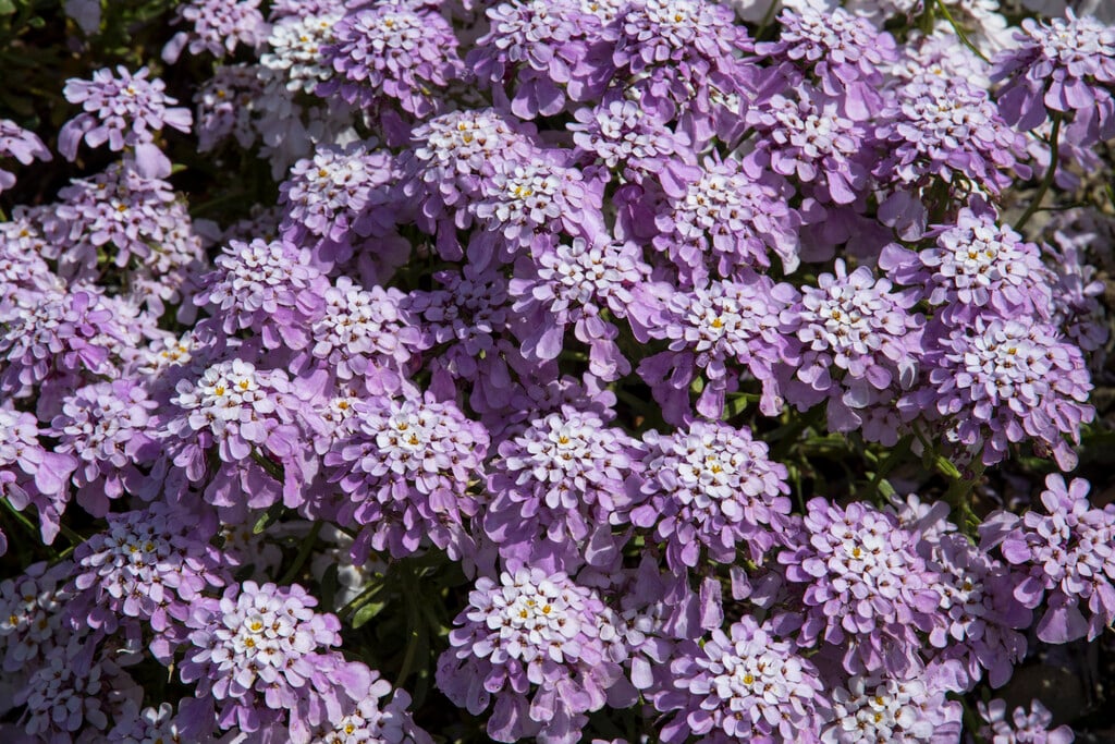 Gibraltar candytuft