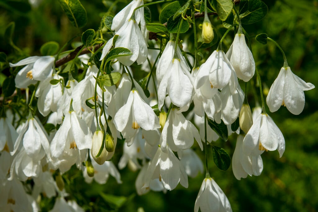 <i>Halesia</i> <i>diptera</i>