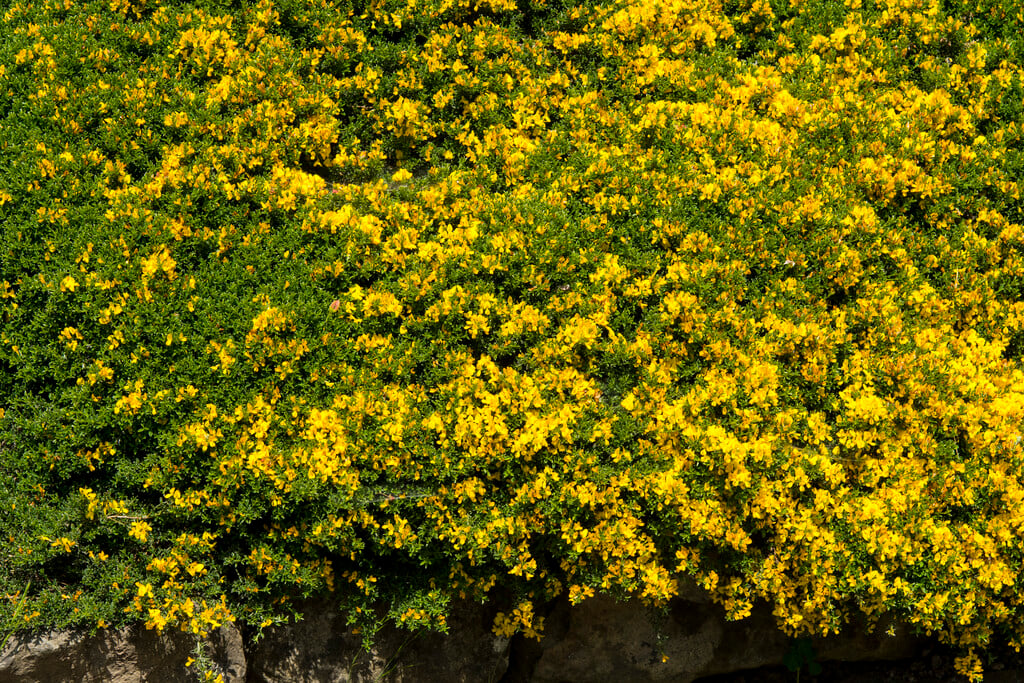hairy broom 'Vancouver Gold'