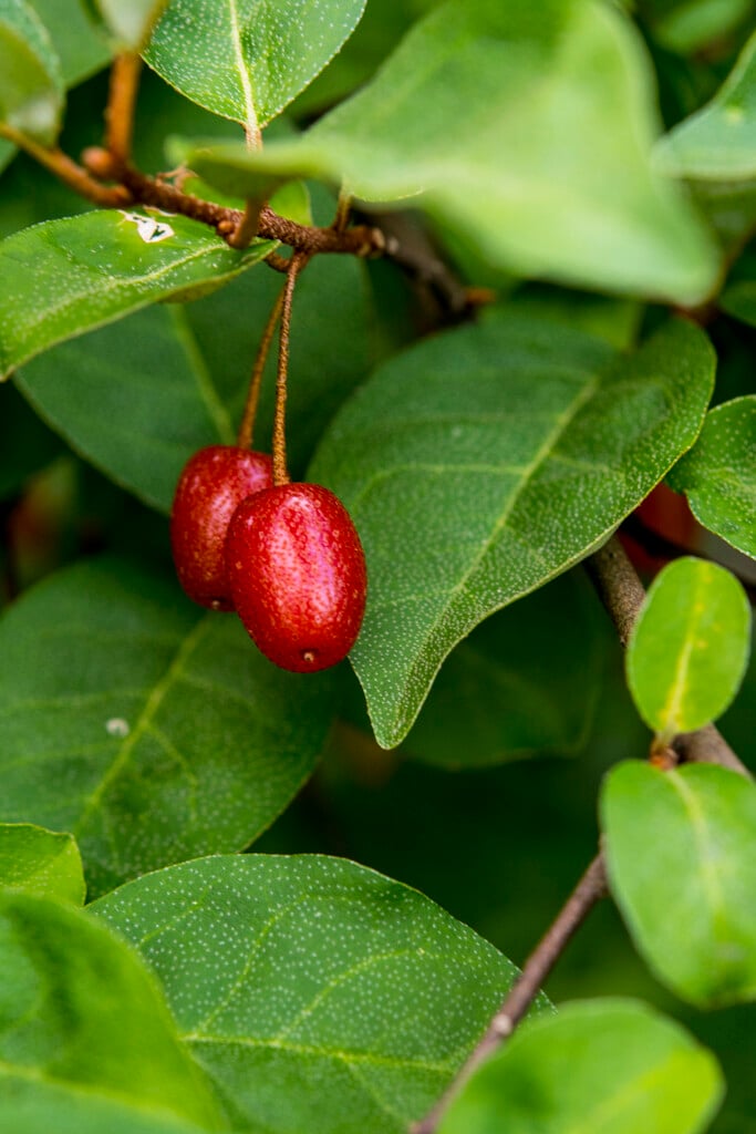cherry silverberry