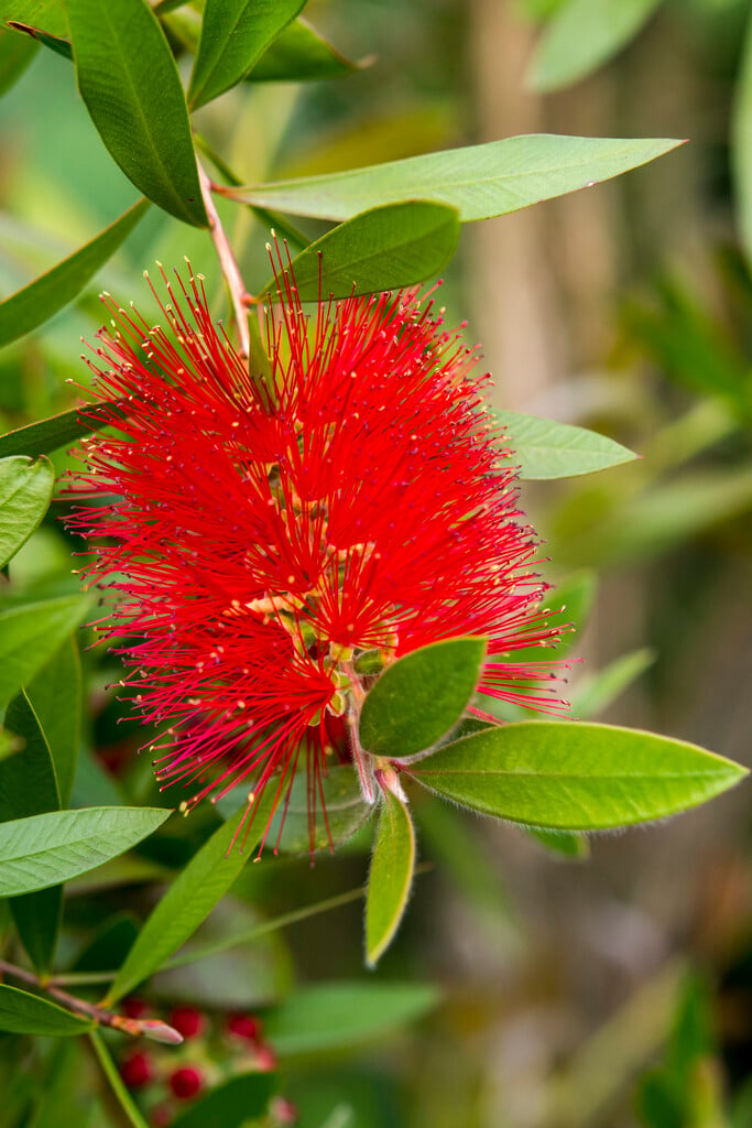 cliff bottlebrush