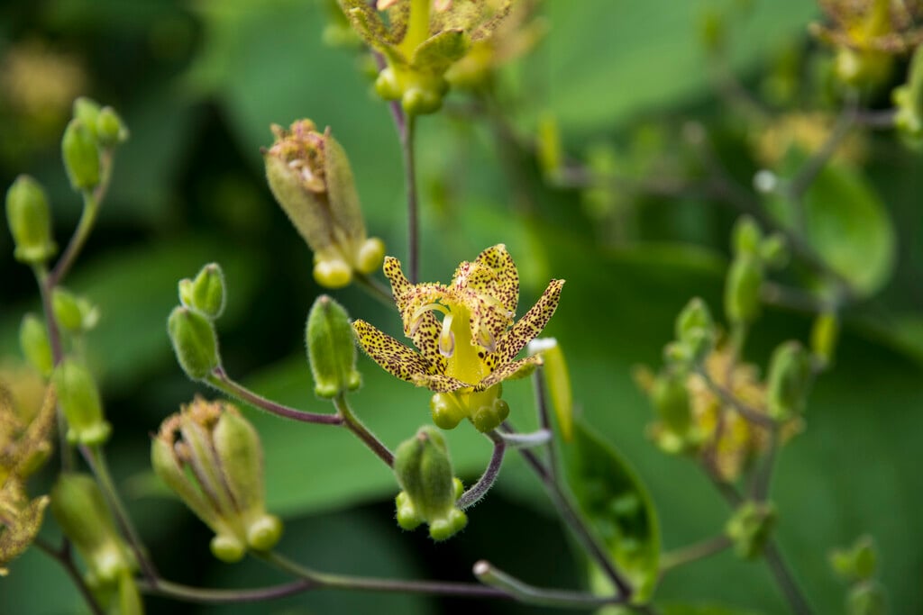 <i>Tricyrtis</i> <i>latifolia</i>