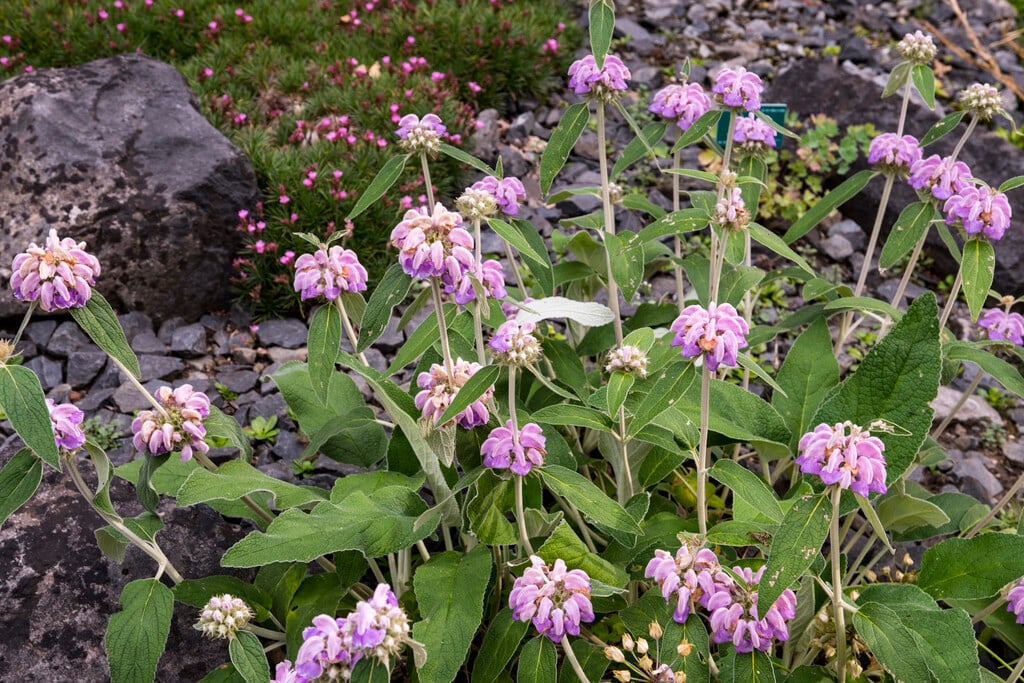 Kashmir sage