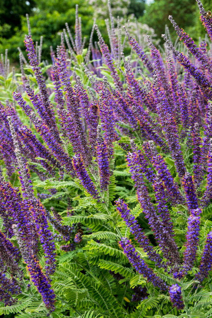 lead plant
