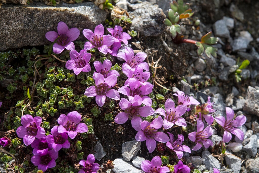 purple mountain saxifrage