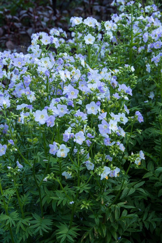 <i>Polemonium</i> 'Hopleys'
