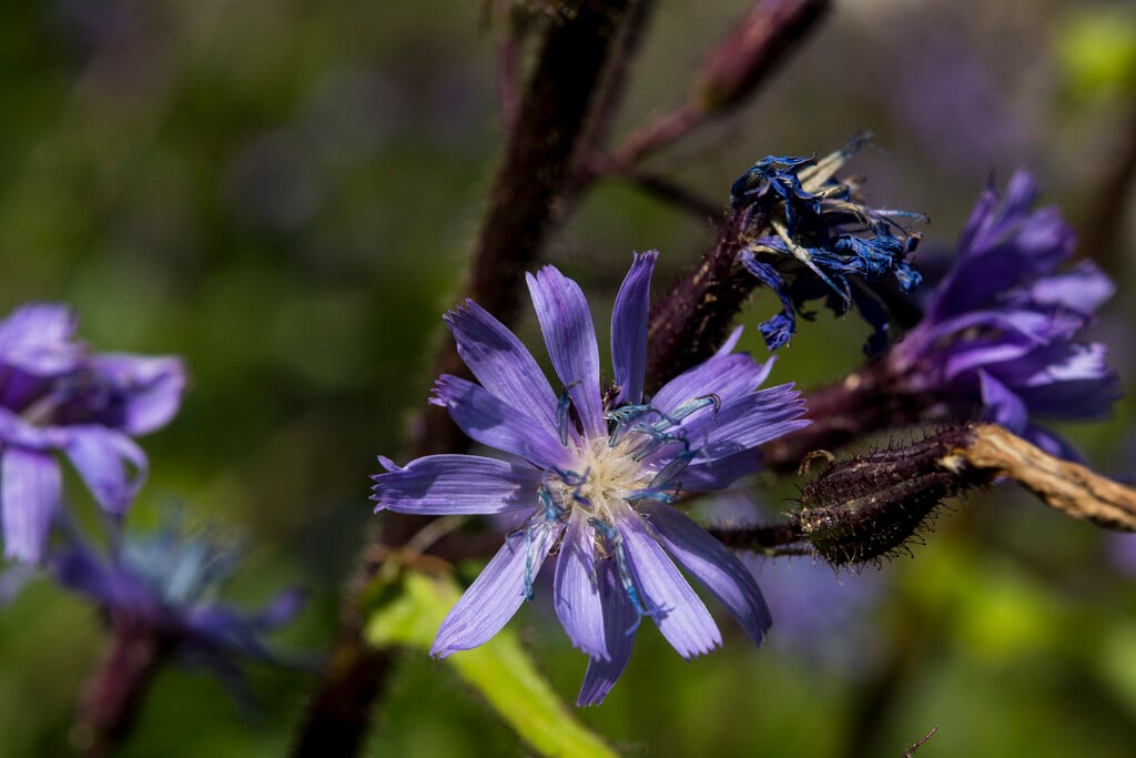alpine blue sow thistle