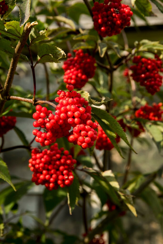 red-berried elder