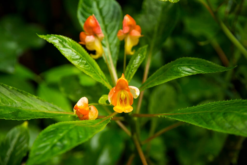 <i>Impatiens</i> <i>bicaudata</i>