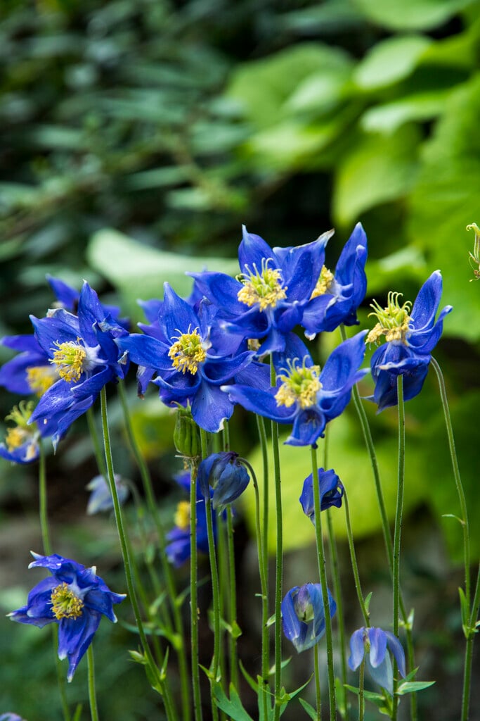 <i>Aquilegia</i> <i>sibirica</i>