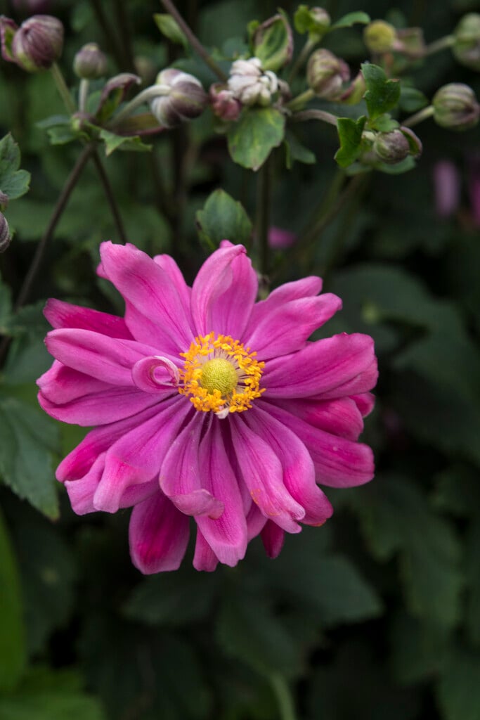 Anemone hupehensis var. japonica &Bressingham Glow& | Japanese anemone ...