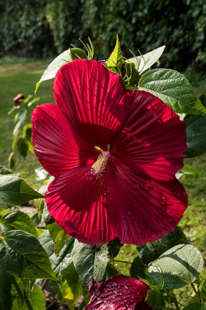 <i>Hibiscus</i> <i>moscheutos</i> 'Galaxy'