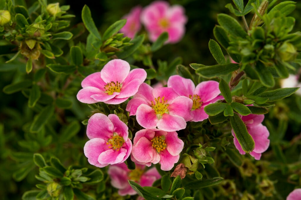 shrubby cinquefoil [Pink Paradise]