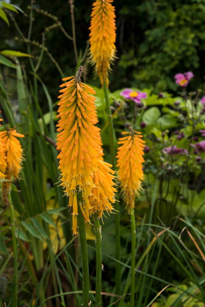 red-hot poker 'Mango Popsicle'