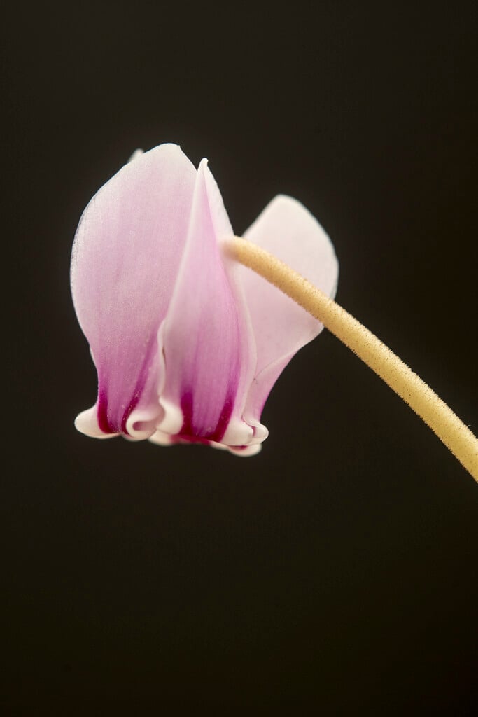 thick-leaved ivy-leaved cyclamen