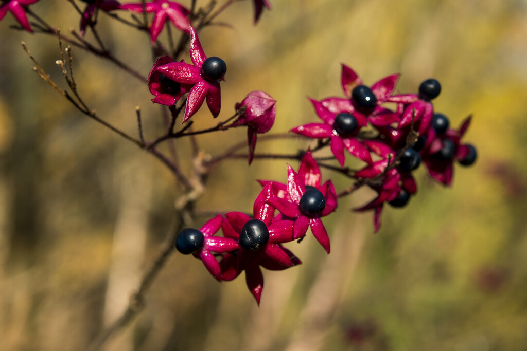 Farges harlequin glorybower