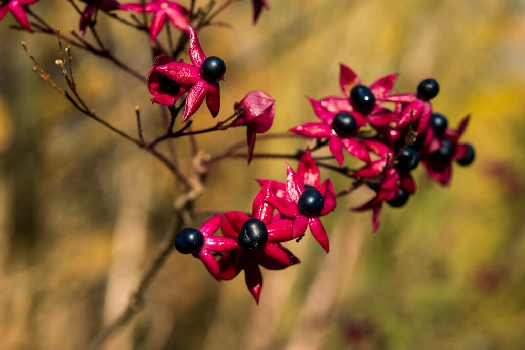 Farges harlequin glorybower