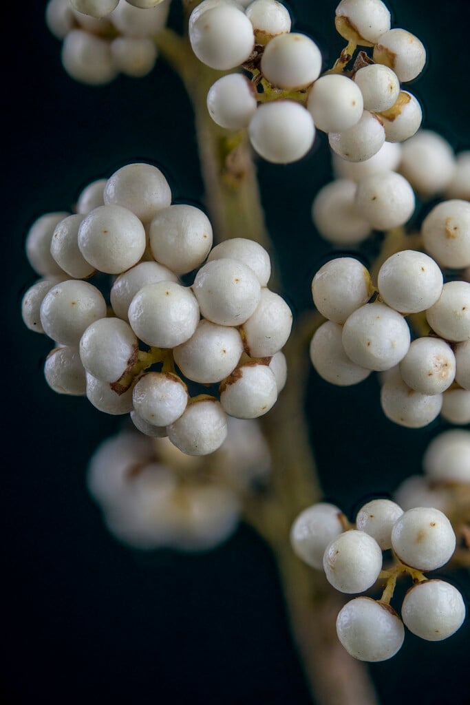 purple beautyberry