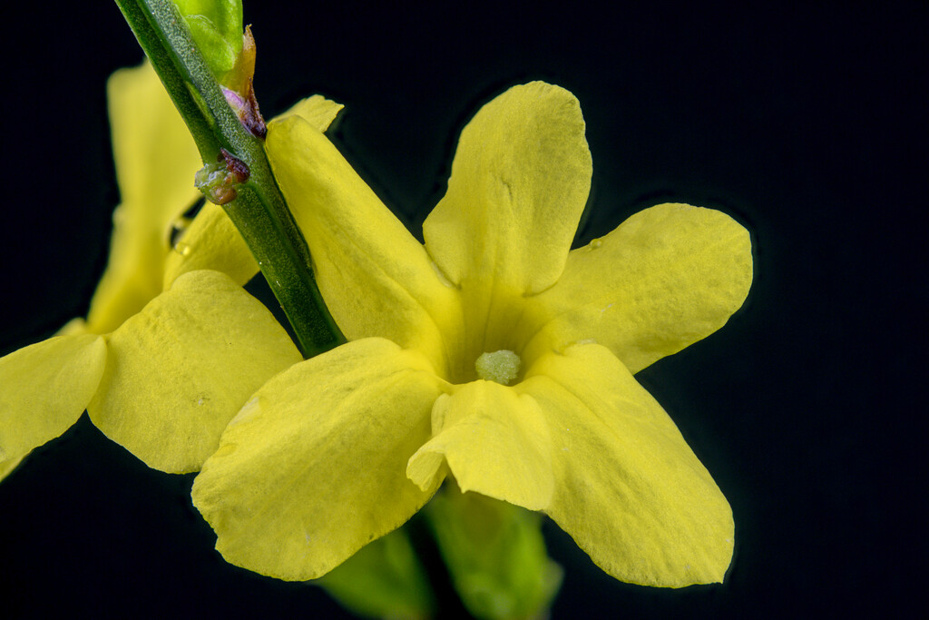 winter jasmine