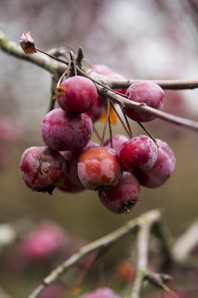 crab apple 'Crittenden'