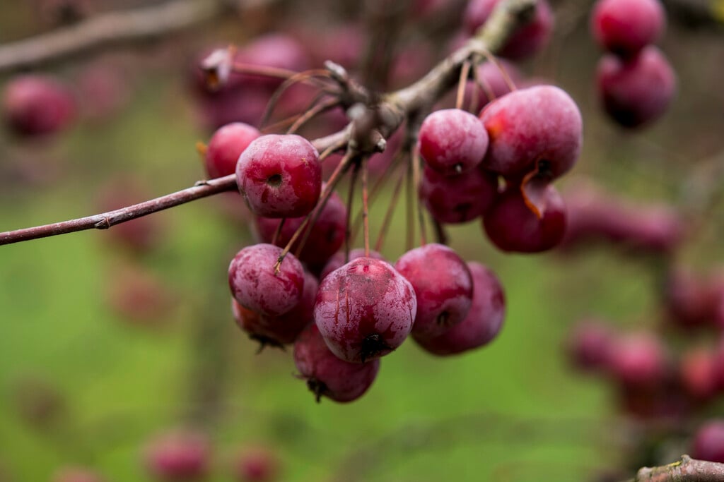 crab apple 'Crittenden'