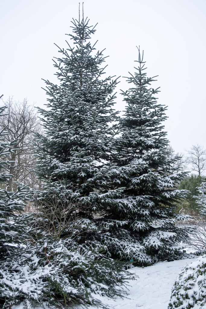 Caucasian fir