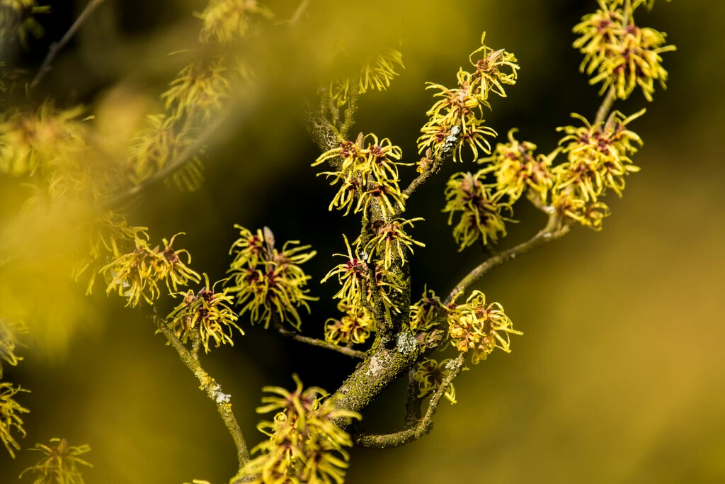 Hamamelis mollis &Perfume& witch hazel &Gimborn&s Perfume& Trees/RHS