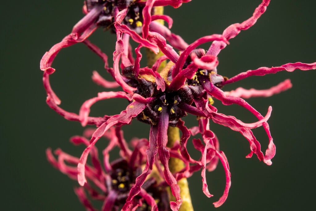 witch hazel 'Birgit'