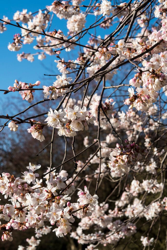 <i>Prunus</i> <i>hirtipes</i> 'Semiplena' (D)