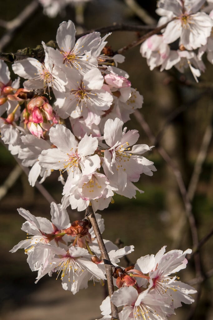 <i>Prunus</i> <i>hirtipes</i> 'Semiplena' (D)