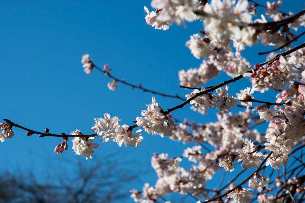 <i>Prunus</i> <i>hirtipes</i> 'Semiplena' (D)